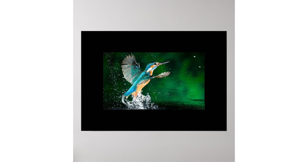 Poster-Hummingbird Poster | Zazzle