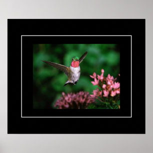 Poster-Hummingbird Poster