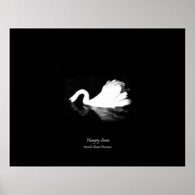 Poster, Hungry Swan, Black & White, Photography Poster (Front)