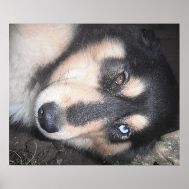 Poster Husky One Blue Eye One Brown Eye (Front)