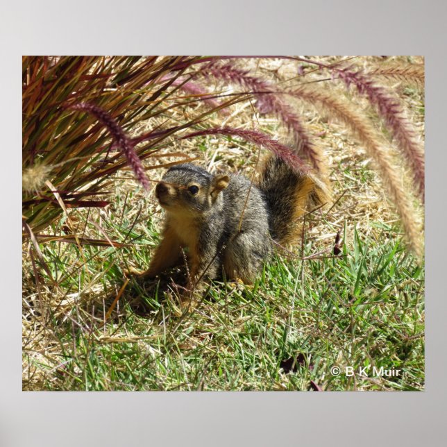 Poster - Inquisitive Squirrel (Front)