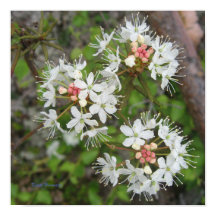 Poster Kirsti Harmaja