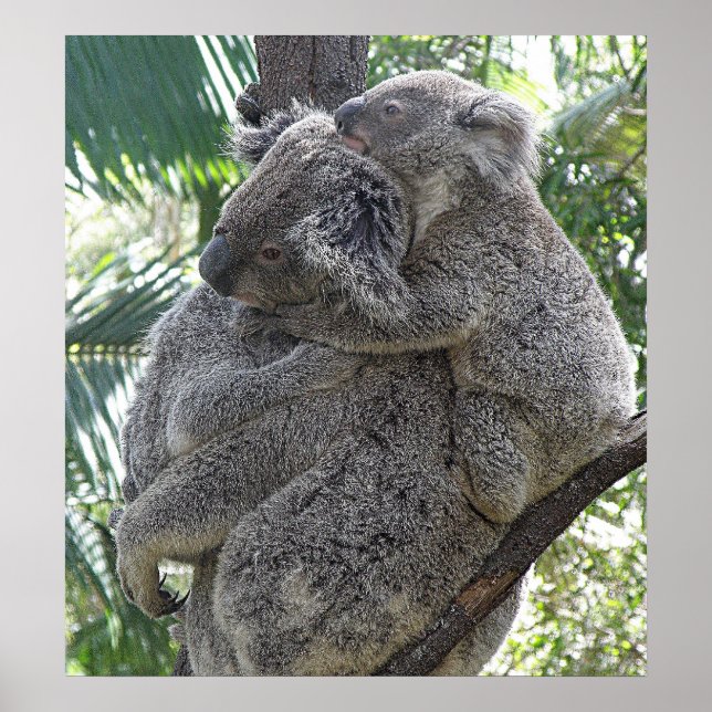 Poster Koala And Babies Australia Photo ZIZZAGO (Front)