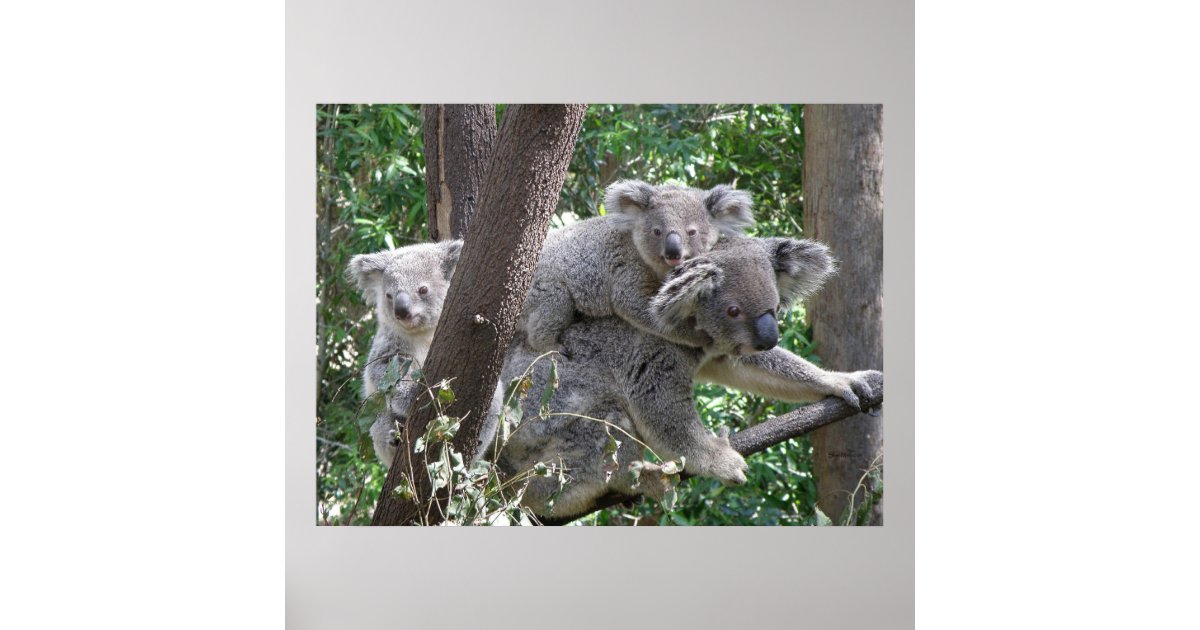 Poster Koala and Two Babies Photo Australia | Zazzle.com