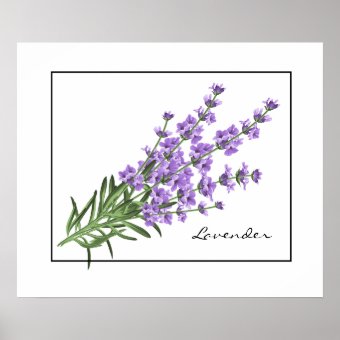 Poster-Lavender Poster | Zazzle