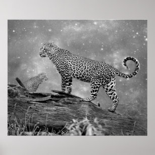 Poster/Leopards in Space Poster