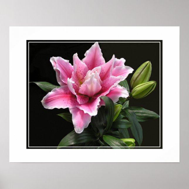 Poster-Lily Flower Poster (Front)