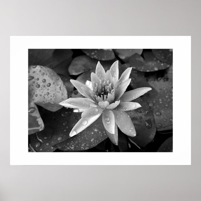 Poster Lotus (Front)