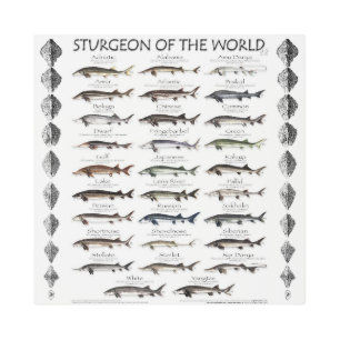 POSTER METAL - STURGEON OF THE WORLD