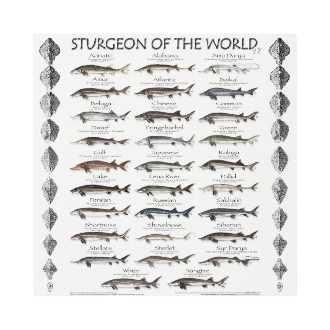 POSTER METAL - STURGEON OF THE WORLD (Front)