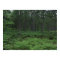 Poster / Michigan's Seney National Wildlife Refuge