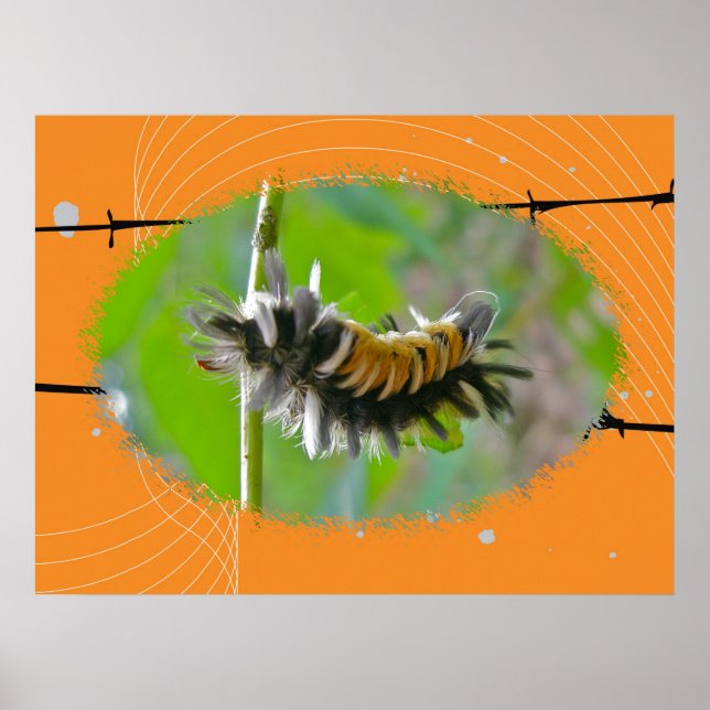 Poster Milkweed Tussock Moth Caterpillar (Front)
