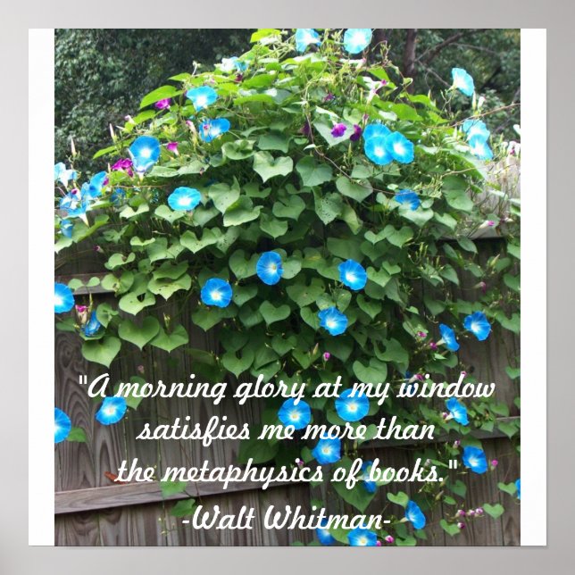 Poster/Morning Glory Poster (Front)