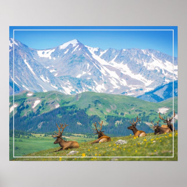 Poster-Mountains & Elk Poster (Front)