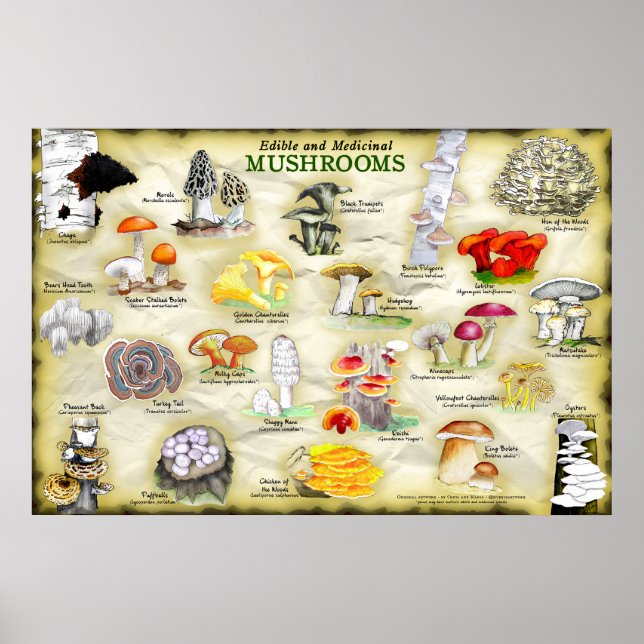 Poster Mushrooms (edible and medicinal) (Front)