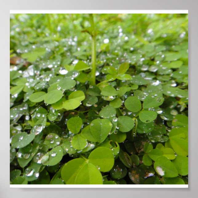 Poster-Nature-Clovers Poster (Front)