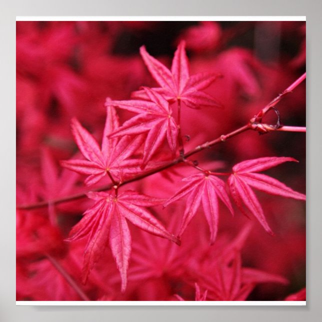 Poster-Nature-Red Maple Poster (Front)