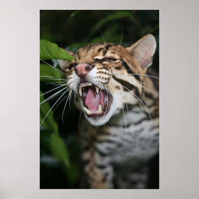 Poster - Ocelot snarl (Front)