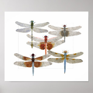 Poster of 5 dragonfly species