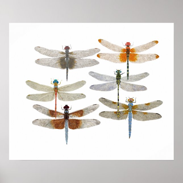 Poster of 6 dragonfly species (Front)