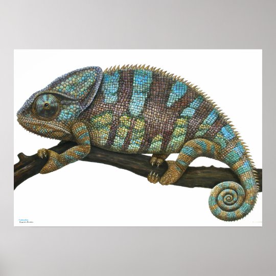 Poster of Chameleon | Zazzle.com