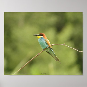 Poster of European beekeepers