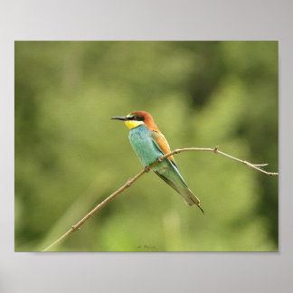 Poster of European beekeepers