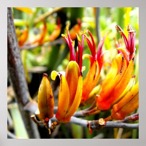 Poster of Flowering New Zealand Flax