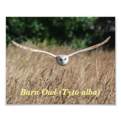 Poster of flying barn owl in flight