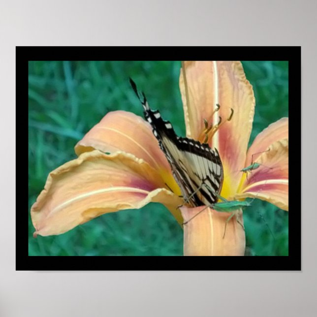Poster of Grasshoppers & Butterfly in a Tigerlily (Front)