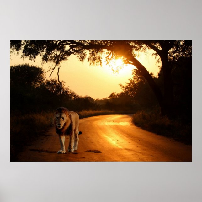 Poster of Lion on the Road in Africa (Front)