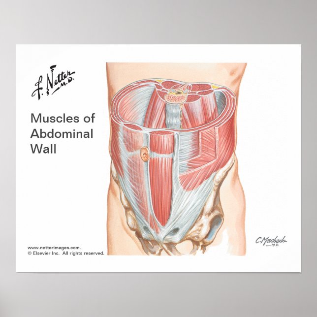 Poster of Muscles of Anterior Abdominal Wall (Front)