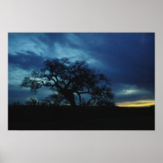 Poster of oak at sunset