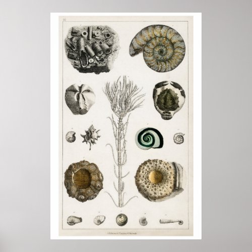 POSTER OF VINTAGE FOSSILS BY OLIVER GOLDSMITH