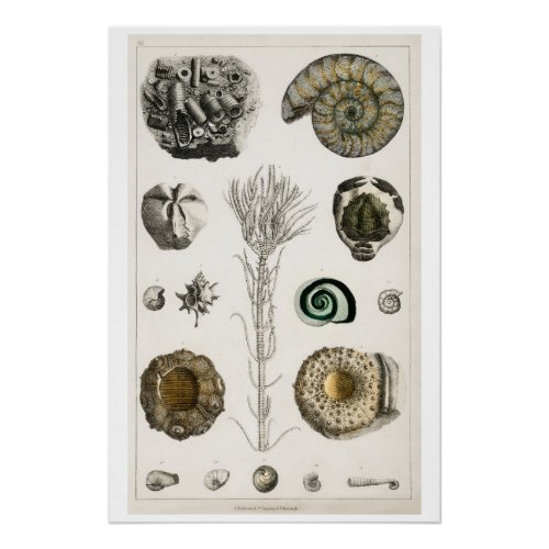 POSTER OF VINTAGE FOSSILS BY OLIVER GOLDSMITH