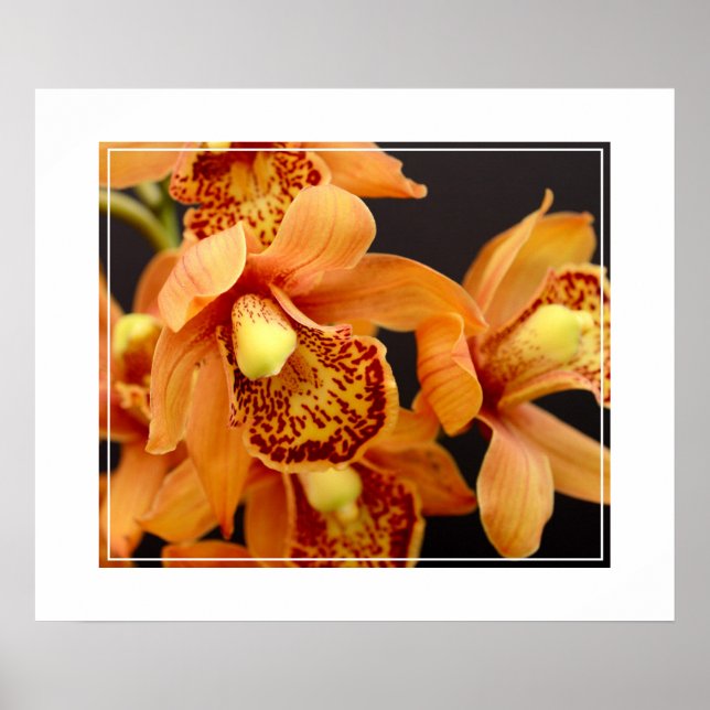 Poster-Orchid Flowers Poster (Front)