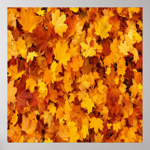 Poster Paper (Matte)
