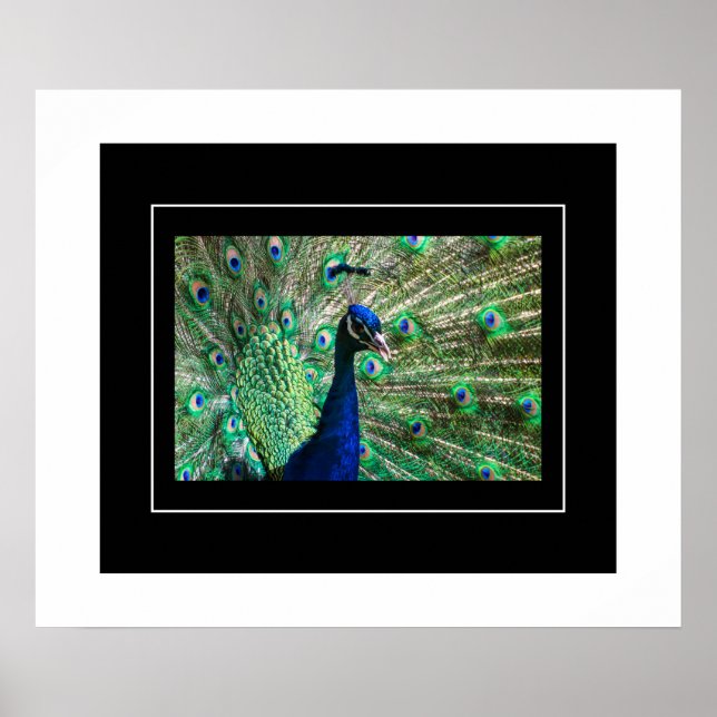 Poster-Peacock Poster (Front)