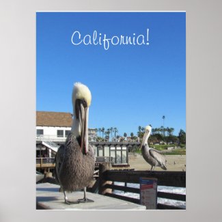 Poster - Pelicans on Pier