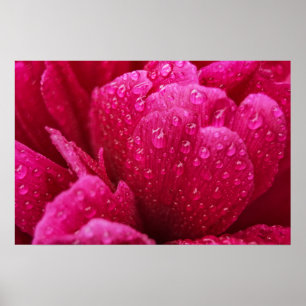 Poster Peony Flower After The Rain Photography