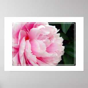 Poster-Peony Flower Poster