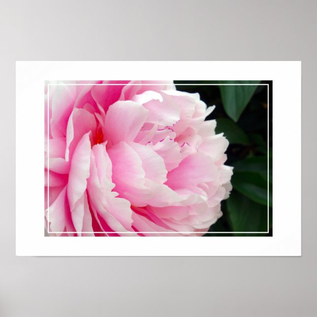 Poster-Peony Flower Poster (Front)