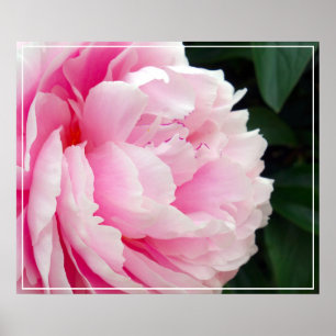 Poster-Peony Flower Poster