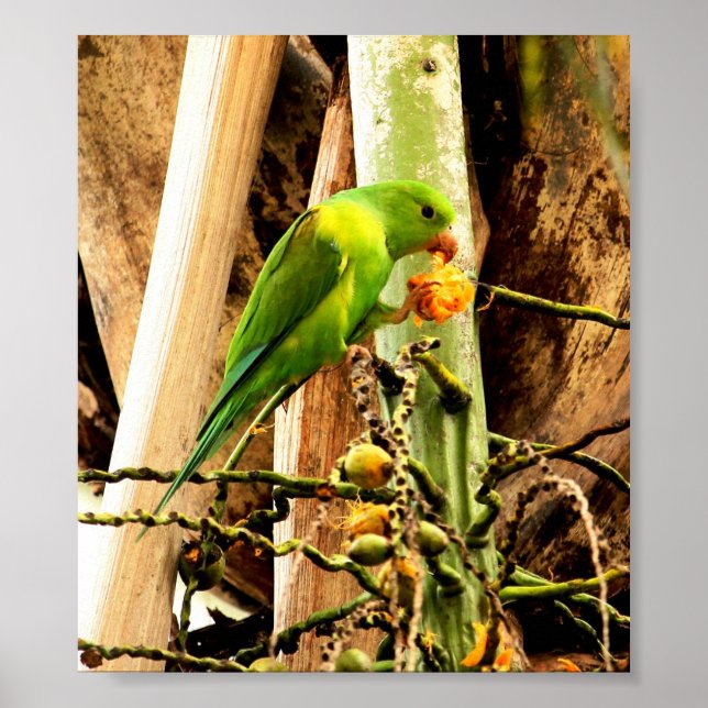 POSTER PERIQUITO VERDE 8 (Front)