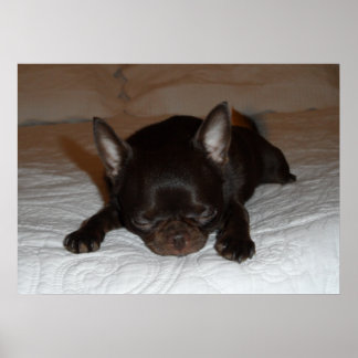 poster photo chihuahua chiot marron endormi