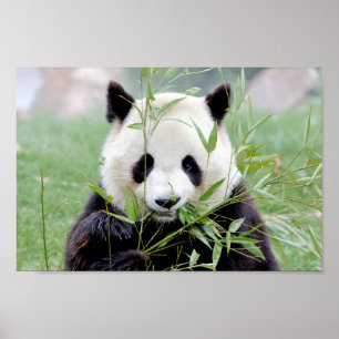 Poster Photo giant panda , animals 0333.
