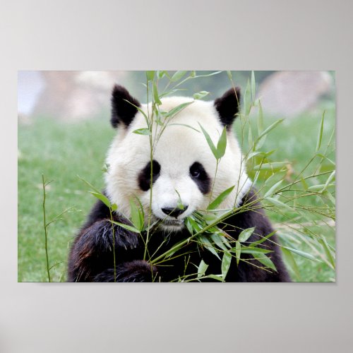 Poster Photo giant panda  animals 0333