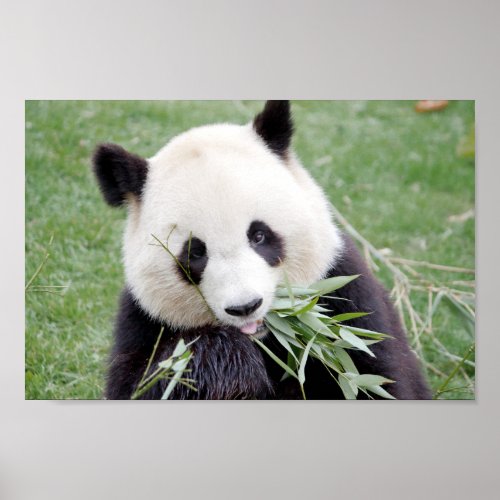 Poster Photo giant panda  animals 0334