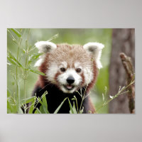 A3 Red Panda Poster Print Size A3 Wildlife Wild Animal Poster Gift #14217 