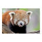 Poster Photo red panda , animals 0511.